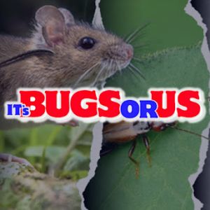 ITS BUGS OR US