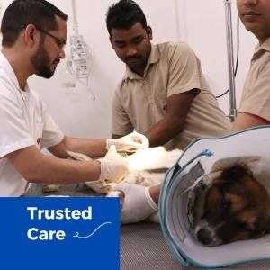 Pet Care in Delhi | CGS Hospital Sarojini Nagar 